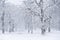 Snowfall in the Oak Tree Pasture