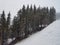 Snowfall over tall spruce trees in northern norway in early spring