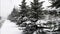 Snowfall in the park, snow covered fir trees and a path