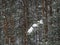 Snowfall in a pine forest. There are snowdrifts on a pine branch. Winter forest landscape