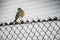 During Snowfall-Robin on Fence