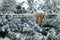 Snowfall in russian countryside. Wooden clothes pegs