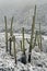 Snowfall on Saguaros