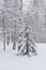 Snowfall Serenity: Capturing Winter\\\'s Tranquil Embrace