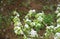 Snowfall spring Apple tree flowers in snow