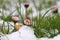 Snowfall in spring. Daisy in the meadow under cold snow