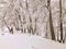 Snowfall. Trees in the snow. Mountain ski resort Bakuriani