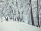 Snowfall. Trees in the snow. Mountain ski resort Bakuriani