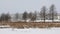 Snowfall in Viljandi. In foreground frozen Viljandi lake, reed and some oaks, further Viljandi city