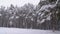 Snowfall in winter pine forest with snowy christmas trees