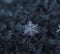 Snowflake beautiful on the grey winter background