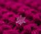 Snowflake beautifull on the colorful background macro