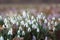 Snowflake blossoms in the garden at springtime