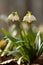 Snowflake (Leucojum vernum) in spring beech natural forest