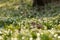 Snowflake (Leucojum vernum) in spring beech natural forest