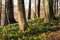 Snowflake (Leucojum vernum) in spring beech natural forest