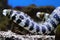 Snowflake moray