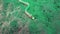 Snowflake moray Echidna nebulosa on the sand in Zulu sea Dumaguete