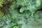 Snowflake Moray pokes his head out of a hole in a coral reef. Clouded moray marine fish of the family Muraenidae. Echidna Nebulosa