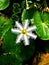 snowflake ,Nymphoides indica plant, indian floatingheart water lily