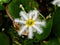 snowflake ,Nymphoides indica plant, indian floatingheart water lily