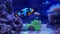 Snowflake Ocellaris Hybrid Clownfish - Amphiprion ocellaris