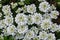 Snowflake White Flowers â€“ Iberis sempervirens