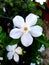 Snowflake or Wrightia antidysenterica flower