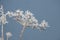 Snowflakes on a hogweed plant