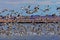 Snowgeese Taking Off From A Pond