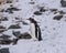 Snowing Gentoo Penguin Mikkelsen Harbor Antarctica