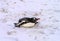 Snowing Gentoo Penguin Sliding Highway Mikkelsen Harbor Antarctica