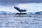 Snowing Humpback Whale Tail Water Charlotte Harbor Antarctica