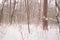 Snowing snowflakes against winter forest.