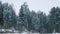 Snowing in the winter forest, appearance from blur. White tree covered with snow