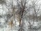 Snowing in a young forest landscape, nature