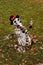 Snowman on the grass after the first snowfall melts