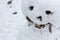 Snowman head in winter forest close up view from above. Christmas fun. Frost and snow background. Winter outdoor decoration.