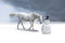 The snowman and the horse in a winter landscape.