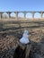 Snowman and viaduct with arches