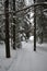 A snowmobile trail runs through a forest