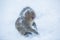 Snowmonkey, Snow Monkey on snow at Jigokudani Onsen in Nagano, J
