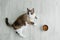 Snowshoe cat breed lying on the floor and  bowl of cat dry food