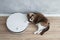 Snowshoe cat lying on the floor with robotic vacuum cleaner