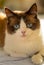 snowshoe cat portrait