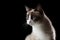 Snowshoe cat portrait, isolated