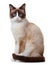 Snowshoe cat, on white