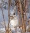 Snowshoe Hare