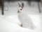 Snowshoe Hare