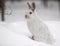 Snowshoe Hare